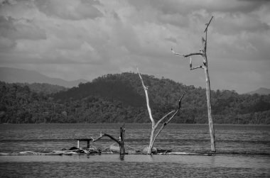 Ölü ağaçlar ve Khao Sok Nationa Ratchaprapha barajın çöpe