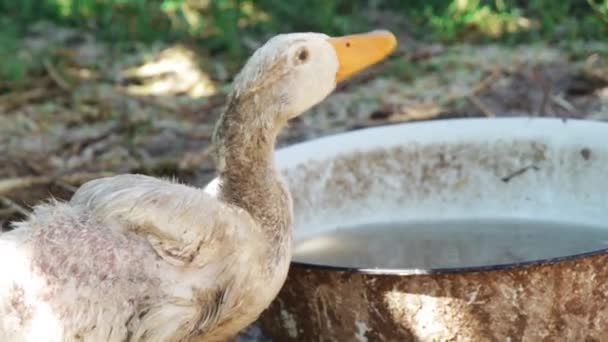 Agua potable de pato blanco de una cuenca de acero (primer plano ) — Vídeo de stock