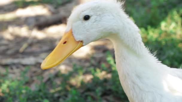 White Peking Duck stay resting in their habitat head shot — Stock Video