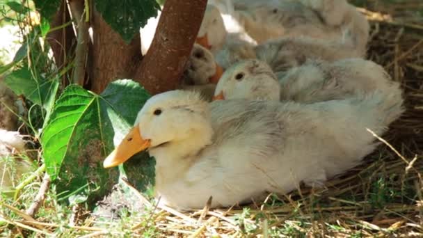 Patos blancos descansando en el césped de hierba en la sombra — Vídeos de Stock