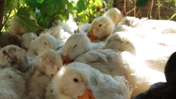 Patos blancos descansa en el césped de hierba en la sombra — Vídeo de stock