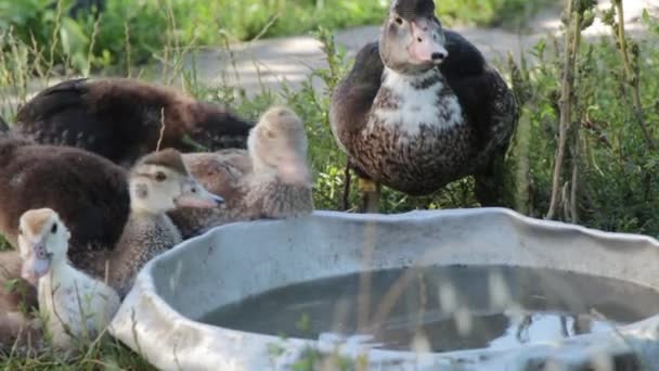 Patos castanhos a beber água de uma bacia de aço (close-up ) — Vídeo de Stock