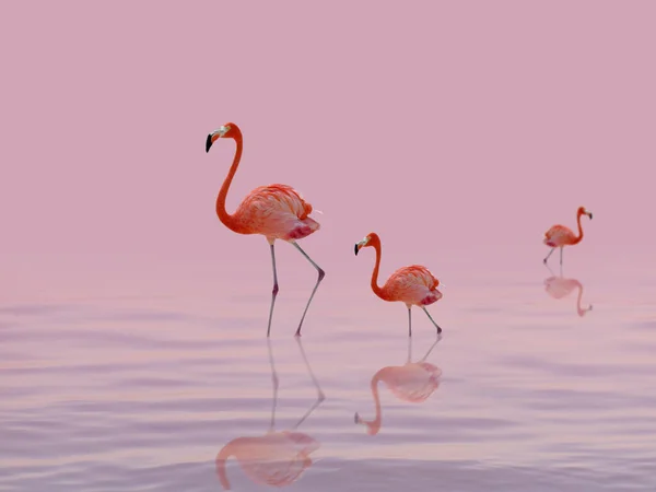 Deux Beaux Flamants Roses Tiennent Dans Eau Coucher Soleil Rose — Photo