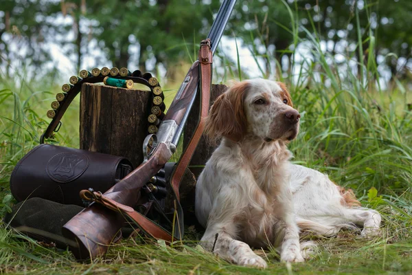 Engelsk setter. Ett porträtt på jakt. Pekar hund. Royaltyfria Stockbilder