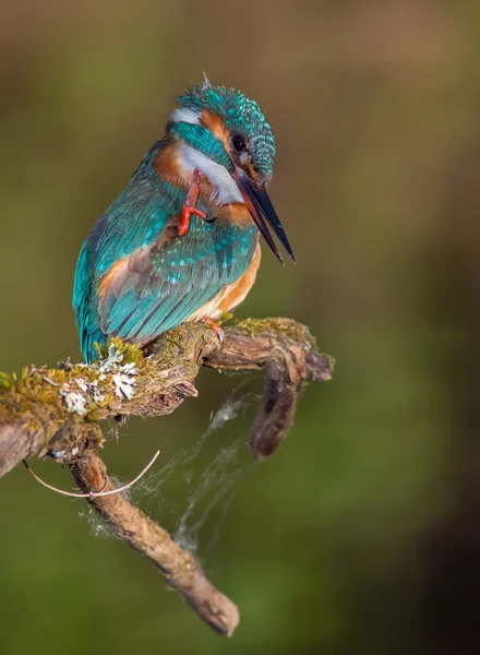 Kingfisher. Retrato matutino . — Foto de Stock