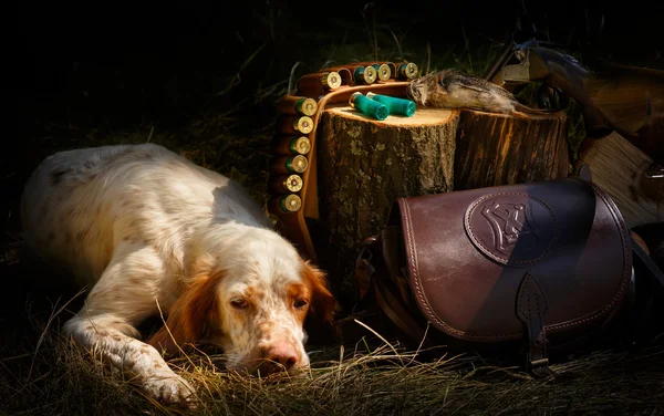 İngiliz seterim. Portre üzerinde avcılık. Köpek işaret. — Stok fotoğraf