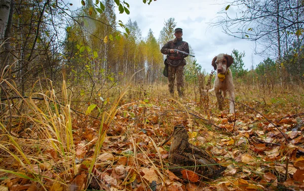 Caça a um galo com um cão de caça inglês . — Fotografia de Stock