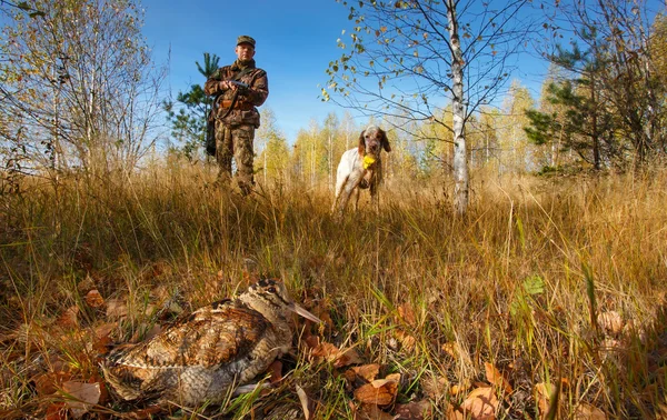 A caçar um galo com um cão de caça inglês. Apontando cão . — Fotografia de Stock