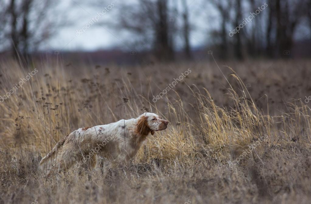English A rack on a Pointing — Stock Photo
