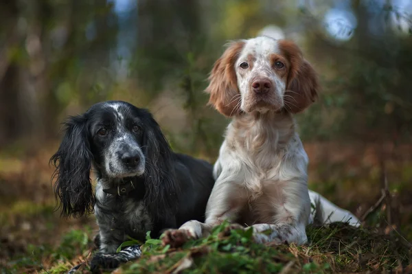 İki av köpekleri portresi. — Stok fotoğraf