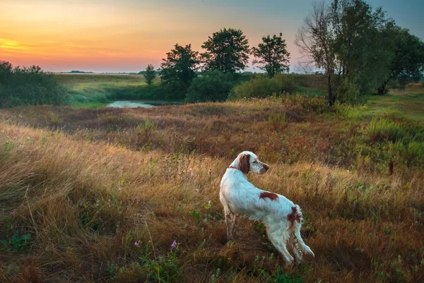 Na lov s Anglický setr. — Stock fotografie