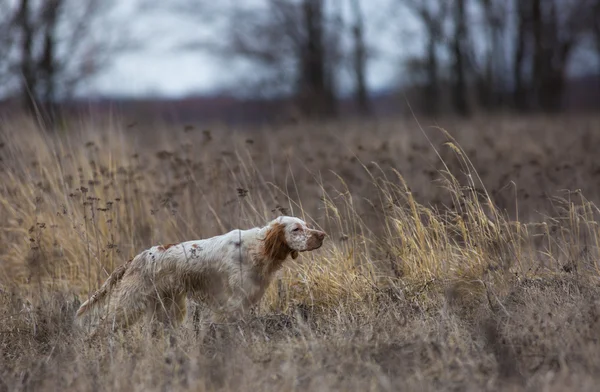 Bir İngiliz seterim ile avcılık. Köpek işaret. — Stok fotoğraf