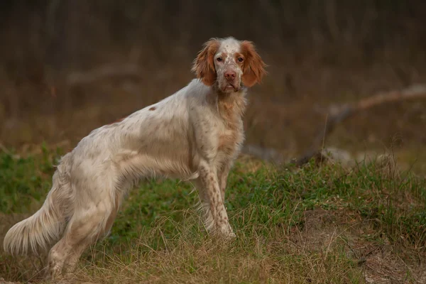 Porträtt av en engelsk setter i sommaren i en gräs. Royaltyfria Stockfoton