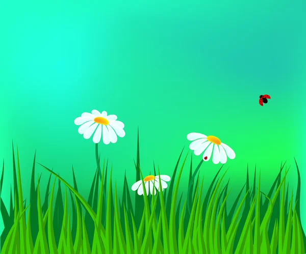 Chamomile field/ red ladybug — Stock Vector