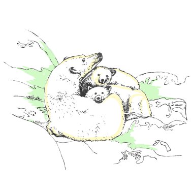 Aile beyaz buz parçası yalan ayılar