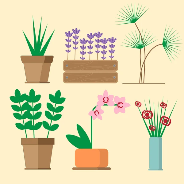 Seis espécies de plantas cultivadas domésticas — Vetor de Stock