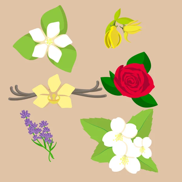 Ensemble vectoriel de six fleurs et plantes pour aromathérapie — Image vectorielle