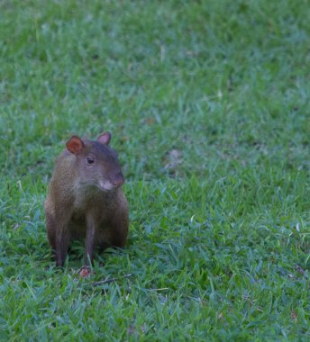 Çim üzerinde Güney Amerika agouti.