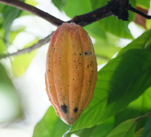 Gele coca pod groeien op boom — Stockfoto