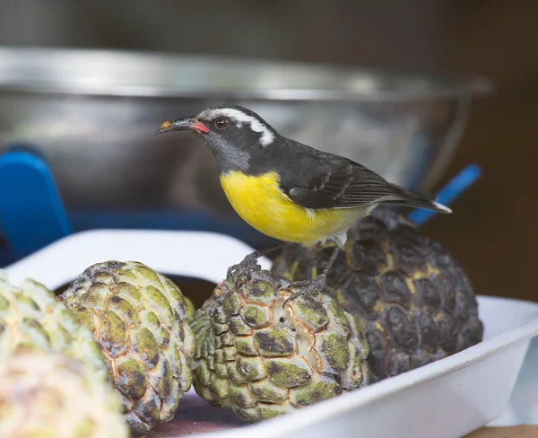 Suikerdiefje vogel op fruit — Stockfoto
