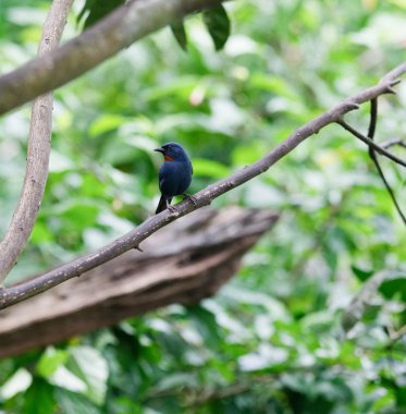 Orangequit kuş Jamaika