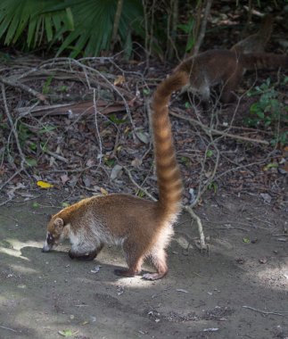 Halka kuyruklu Coati Meksika