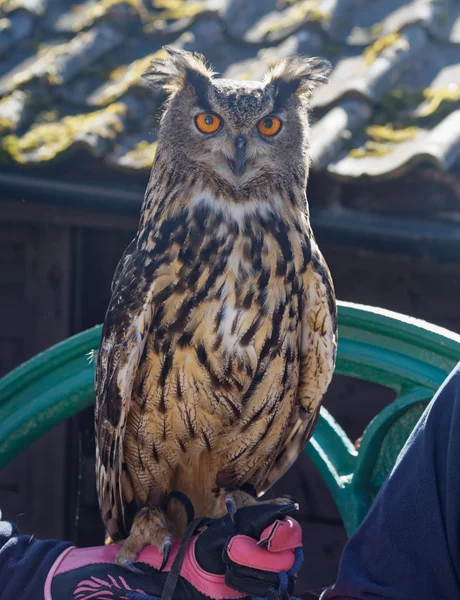 Eagle owl kijken naar camera . — Stockfoto