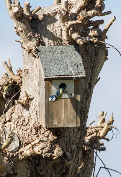 Duiken vanaf nestkast Pimpelmees. — Stockfoto