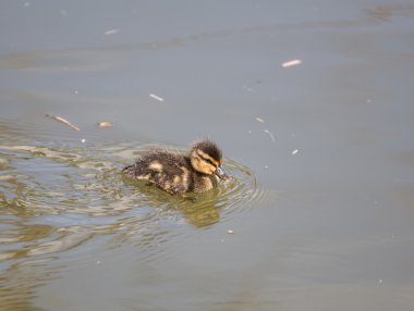 Göl kenarında yeşilbaş ördek yavrusu.