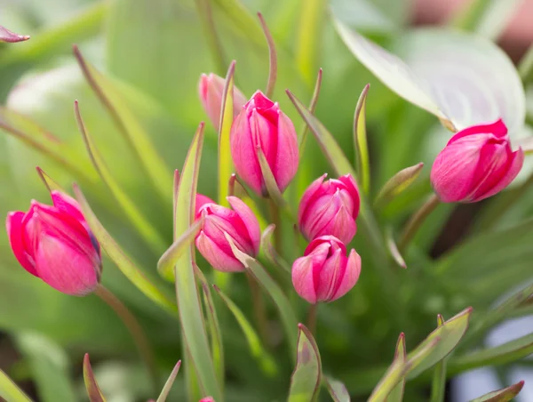 Tulipes rouges miniatures — Photo