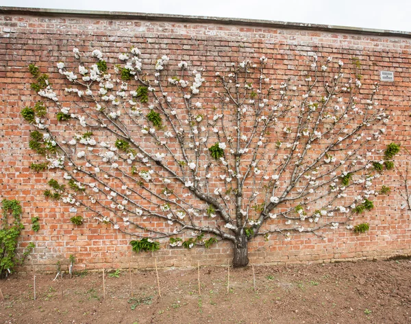 Fan trained apple tree