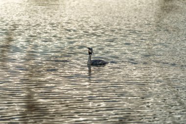 Islak büyük ibikli yaban ördeği yemek için suya daldı..