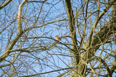 Robin, baharda bir ağacın çıplak dallarında parlak mavi gökyüzüne karşı.