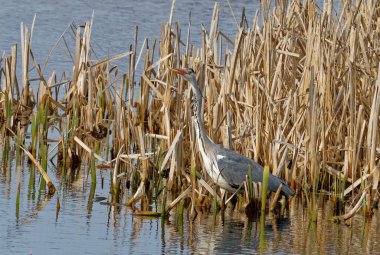 Tall grey heron standing in reeds at Shapwick Heath Somerset waiting for food.
