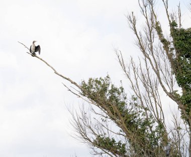 Kurumuş kanatları olan bir bağlantının üzerine tünemiş yorum.