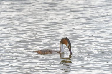 Kanada kazı, Somerset UK 'de doğa koruma alanında yüzüyor.