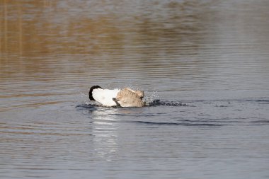 Baharda Somerset 'te bir gölde kendini yıkarken Kanada kazı yuvarlanıyor ve batıyor.