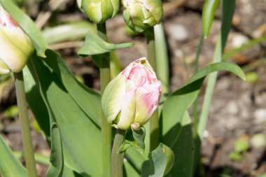Duvara karşı pembe beyaz ve kırmızı lale yatağını açmaya başlıyor..