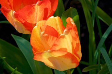 Yeşil yapraklara karşı açık kırmızı, sarı ve turuncu lale..