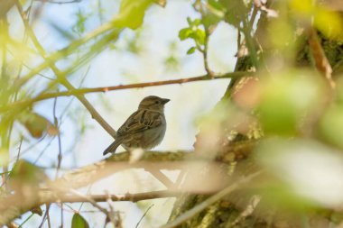 Dunnock, Somerset 'teki doğa koruma alanındaki ağaçta tünemişti.