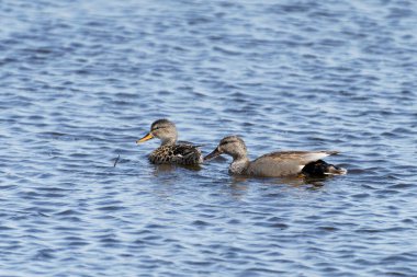 Gadwell ördekleri uçuyor ve Somerset bataklıklarında yüzüyor.