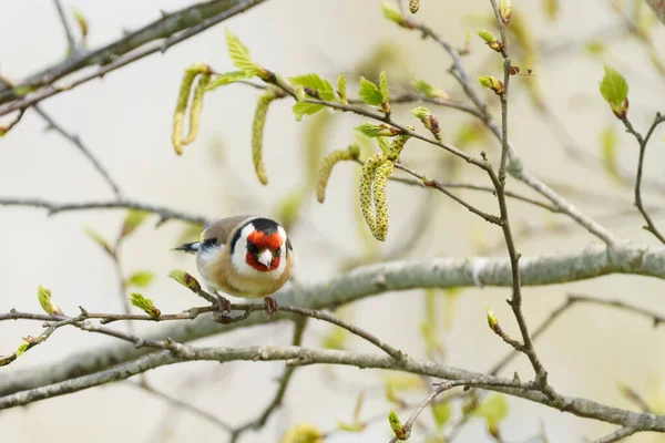 Goudvink Zomerse Kleur Neergestreken Takken Van Boom — Stockfoto