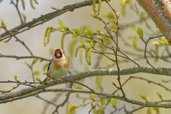 Goudvink Zomerse Kleur Neergestreken Takken Van Boom — Stockfoto