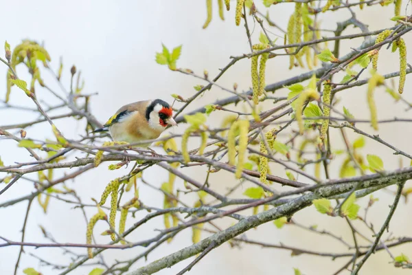 Goudvink Zomerse Kleur Neergestreken Takken Van Boom — Stockfoto