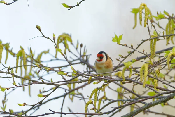 Goudvink Zomerse Kleur Neergestreken Takken Van Boom — Stockfoto