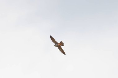 Hobi şahin Somerset İngiltere 'deki bataklık üzerinde uçuyor.