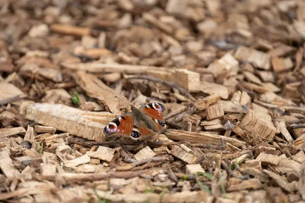 Mariposa Del Pavo Real Suelo Del Bosque — Foto de Stock