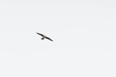 Hobi şahin Somerset İngiltere 'deki bataklık üzerinde uçuyor.