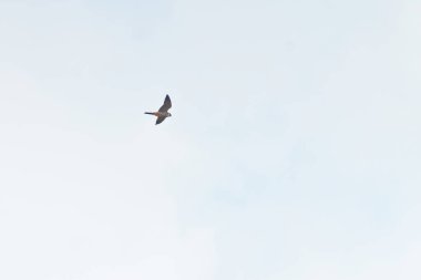 Hobi şahin Somerset İngiltere 'deki bataklık üzerinde uçuyor.