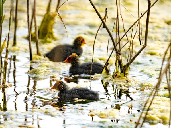 Moorhen Chicks Swimming Leeds Moshland Somerset — Stock fotografie